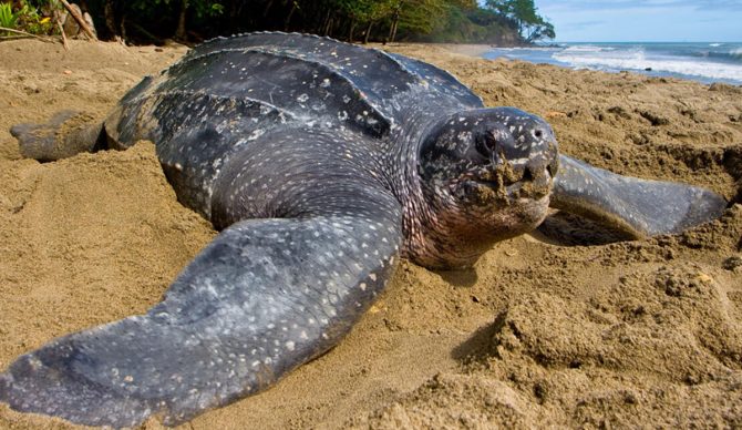 Sea turtle