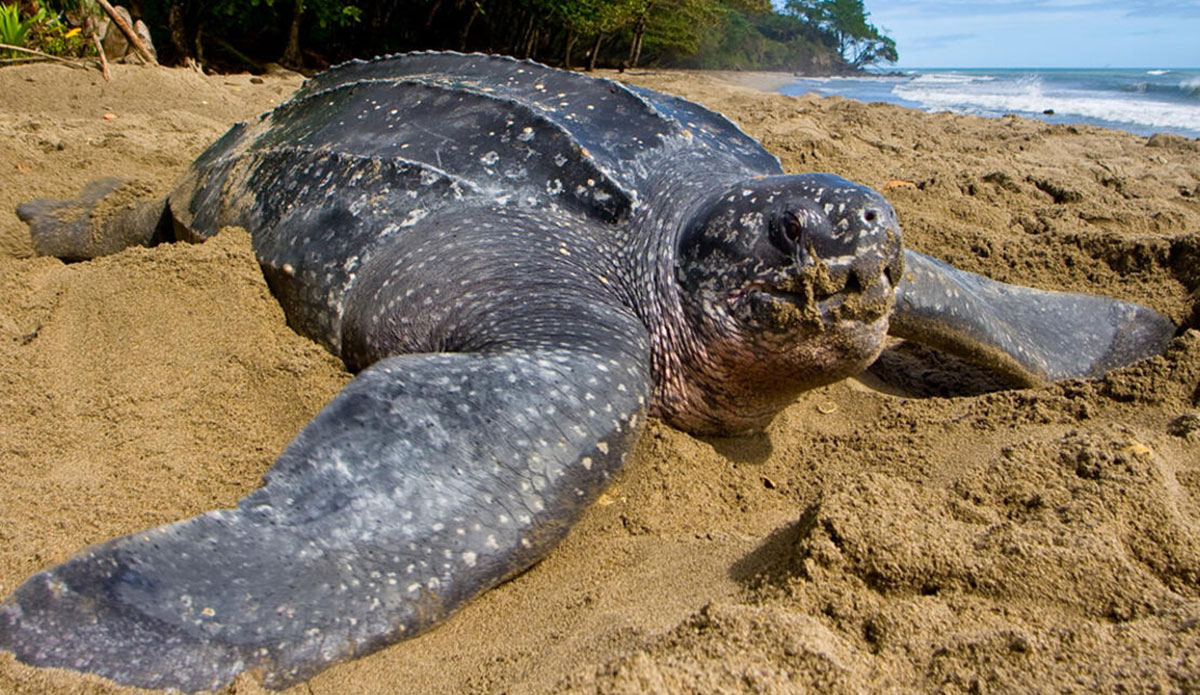 Sea turtle