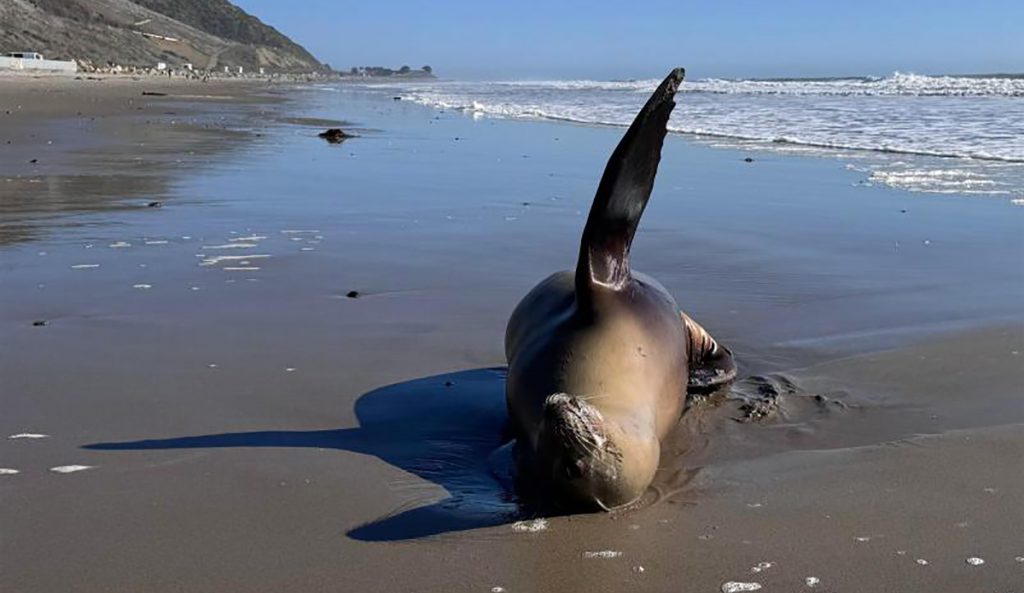 Making Sense of Southern California's Toxic Algae Bloom and What Surfers Can Do for Wildlife