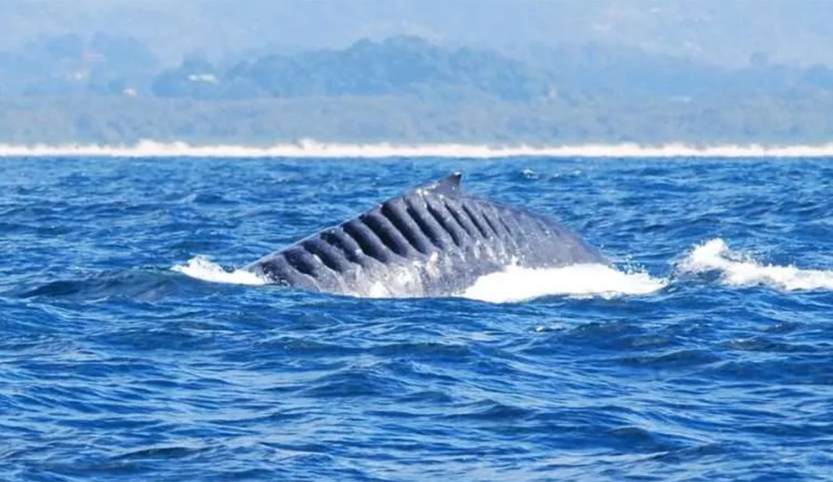 Bladerunner the humpback whale