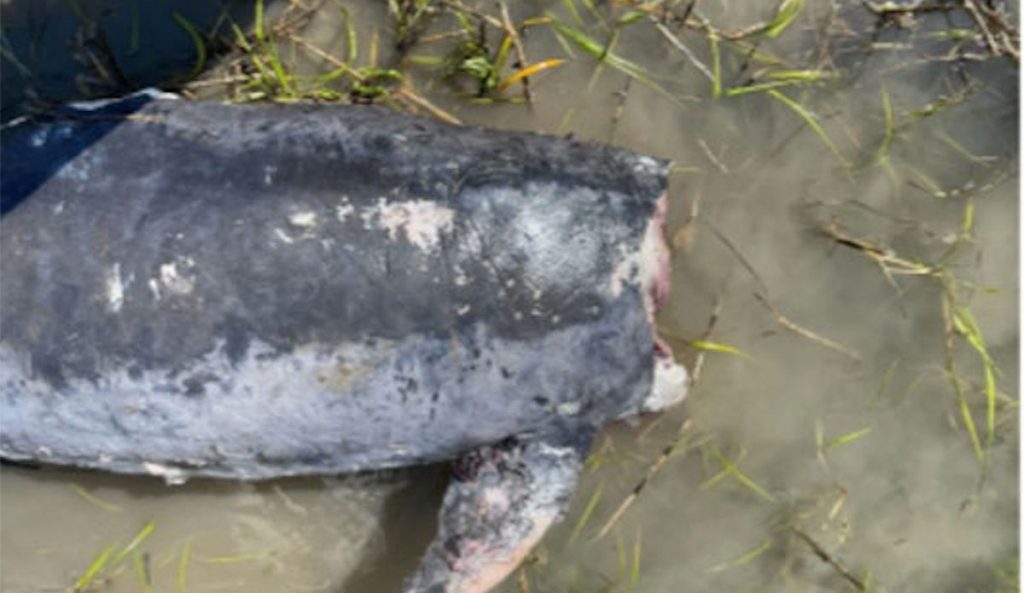 reward poster for decapitated dolphins