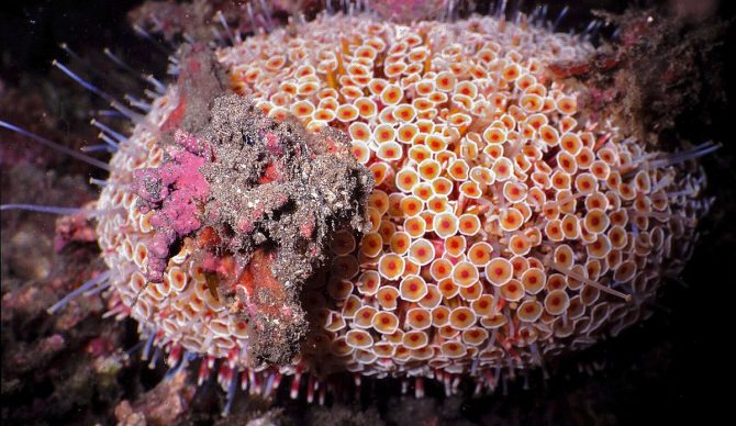 flower urchin
