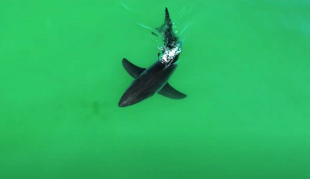 Great white shark chasing drone shadow