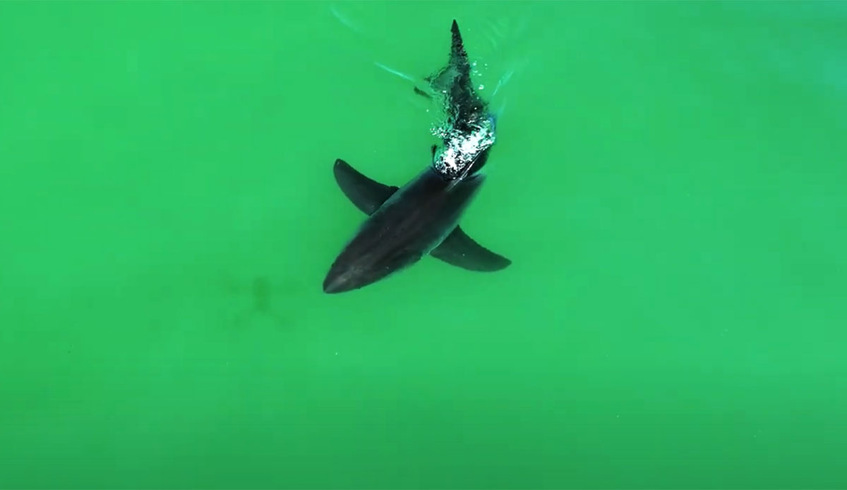 Great white shark chasing drone shadow