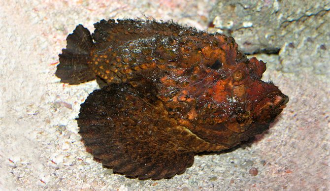 Stone fish