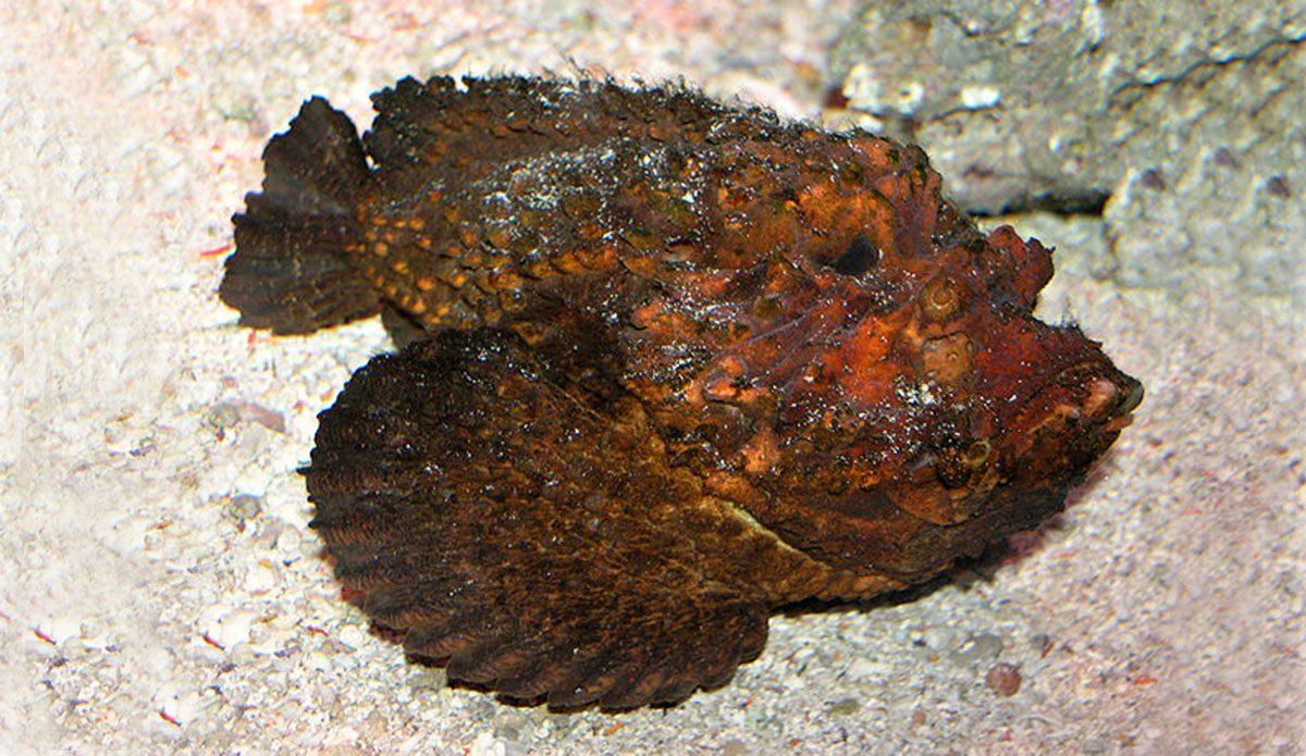 Stone fish