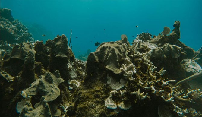 Ocean Acidity
