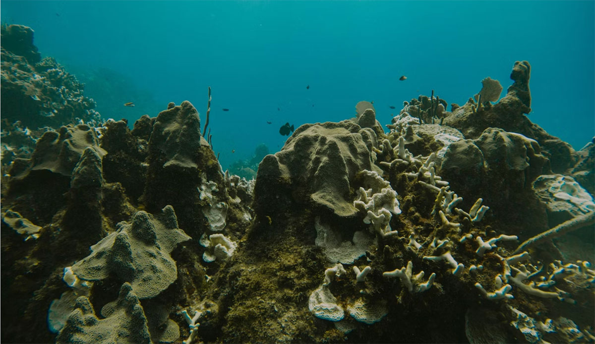 ocean acidification