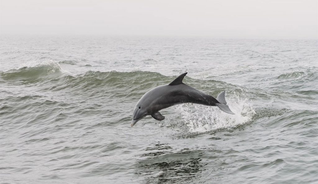 Florida fishing captain shoots dolphins