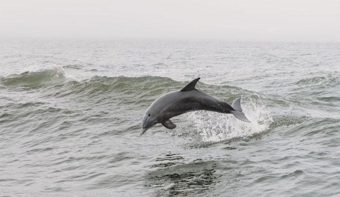 Florida fishing captain shoots dolphins