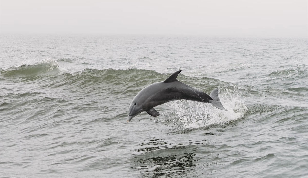 Florida fishing captain shoots dolphins