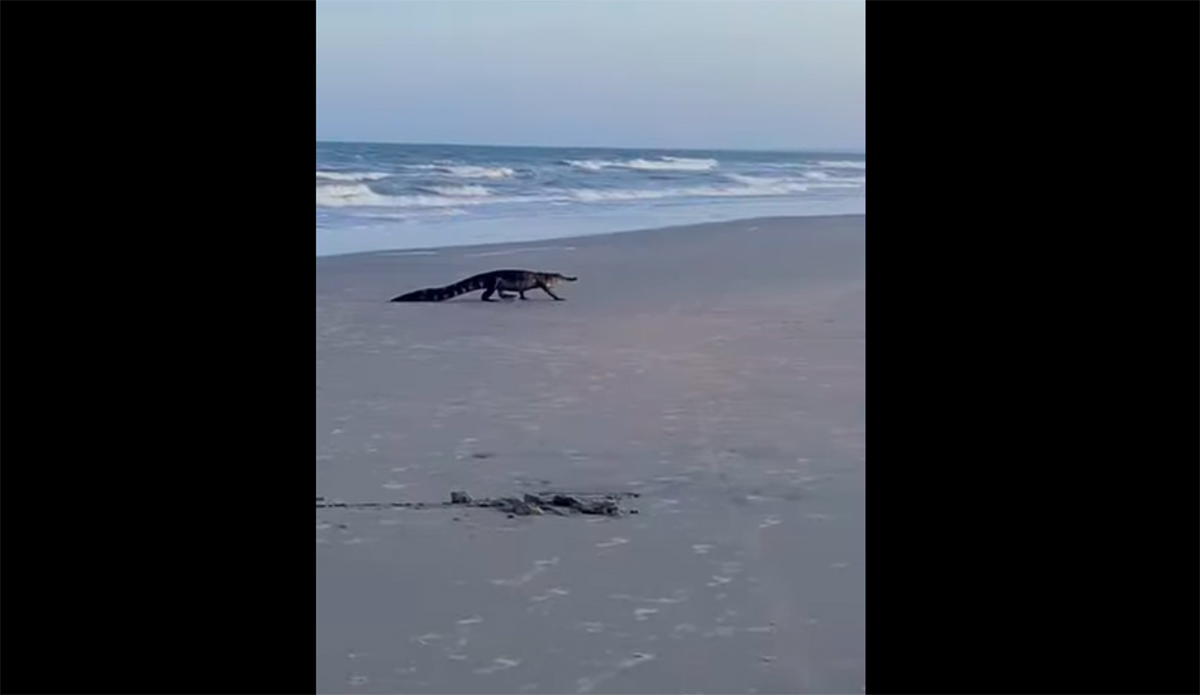 Two Alligators Were Found on Carolina Beaches