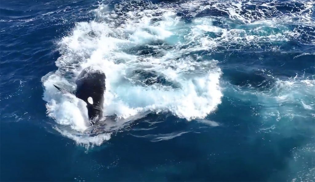 orcas take down humpback whale