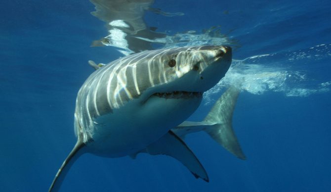 Queensland, Australia Invests $60 Million Into Shark Mitigation, With Nets at Heart of Program