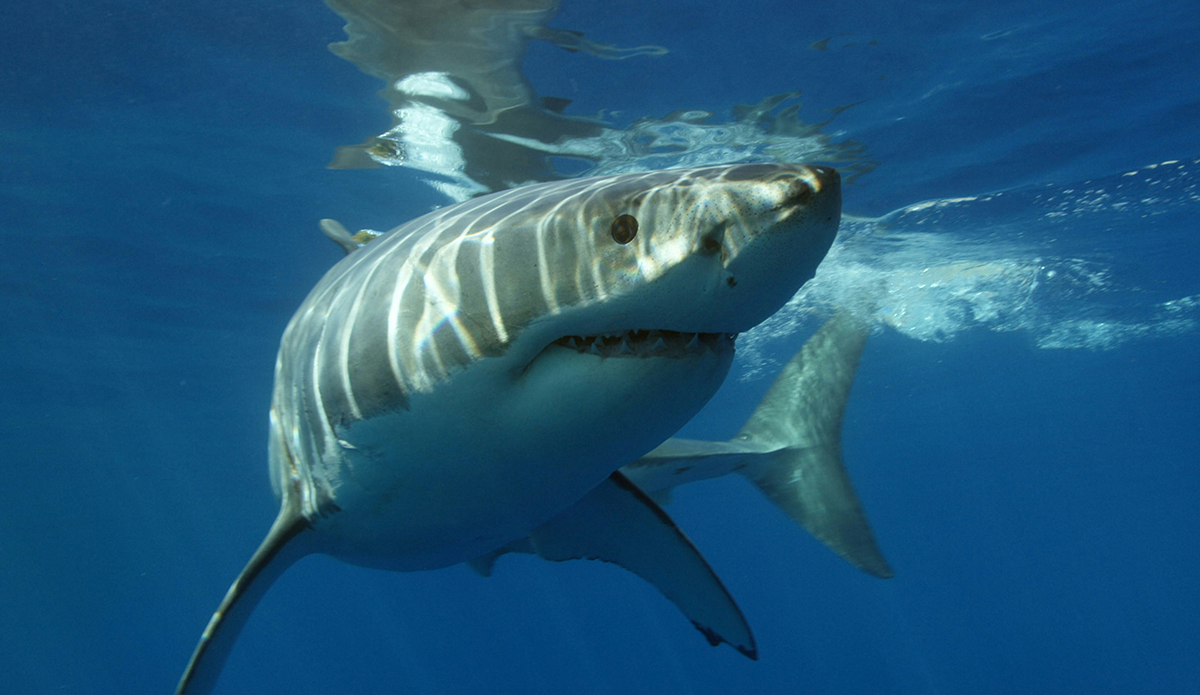 Queensland, Australia Invests $60 Million Into Shark Mitigation, With Nets at Heart of Program