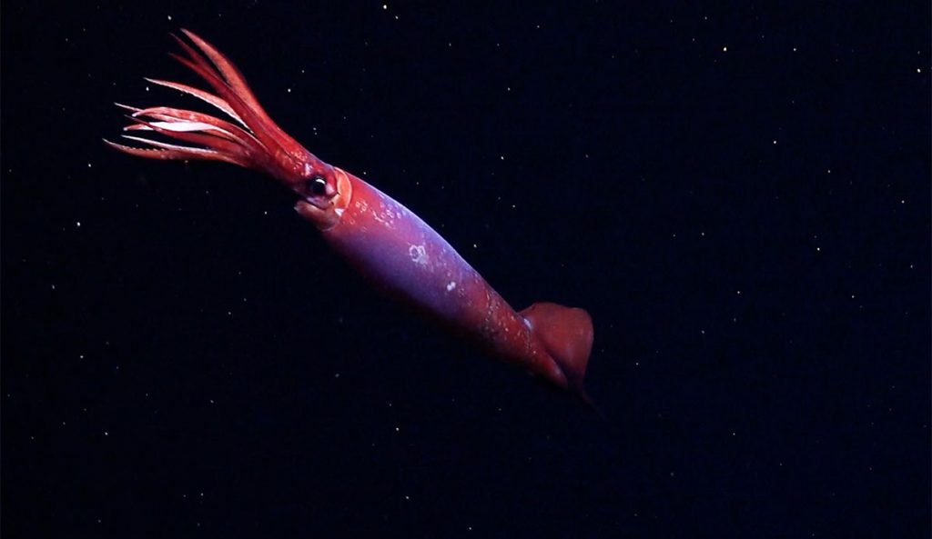 Gonatus antarcticus squid