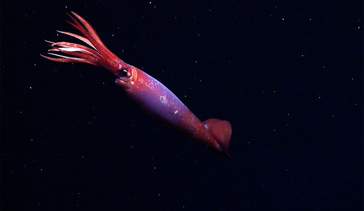 Gonatus antarcticus squid