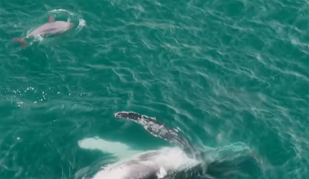 Humpback whale