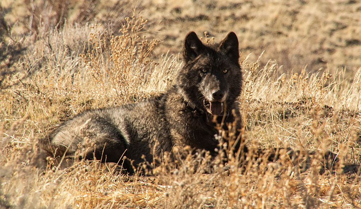 Three New Wolf Packs Just Settled in California, Pitting Ranchers Against Conservationists