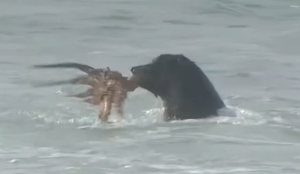 A good day to be a seal. A bad day to be an octopus. Photo: Instagram // Screenshot