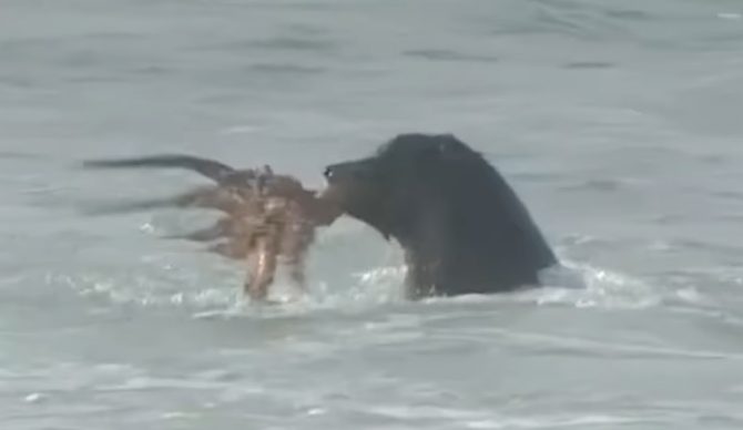 A good day to be a seal. A bad day to be an octopus. Photo: Instagram // Screenshot