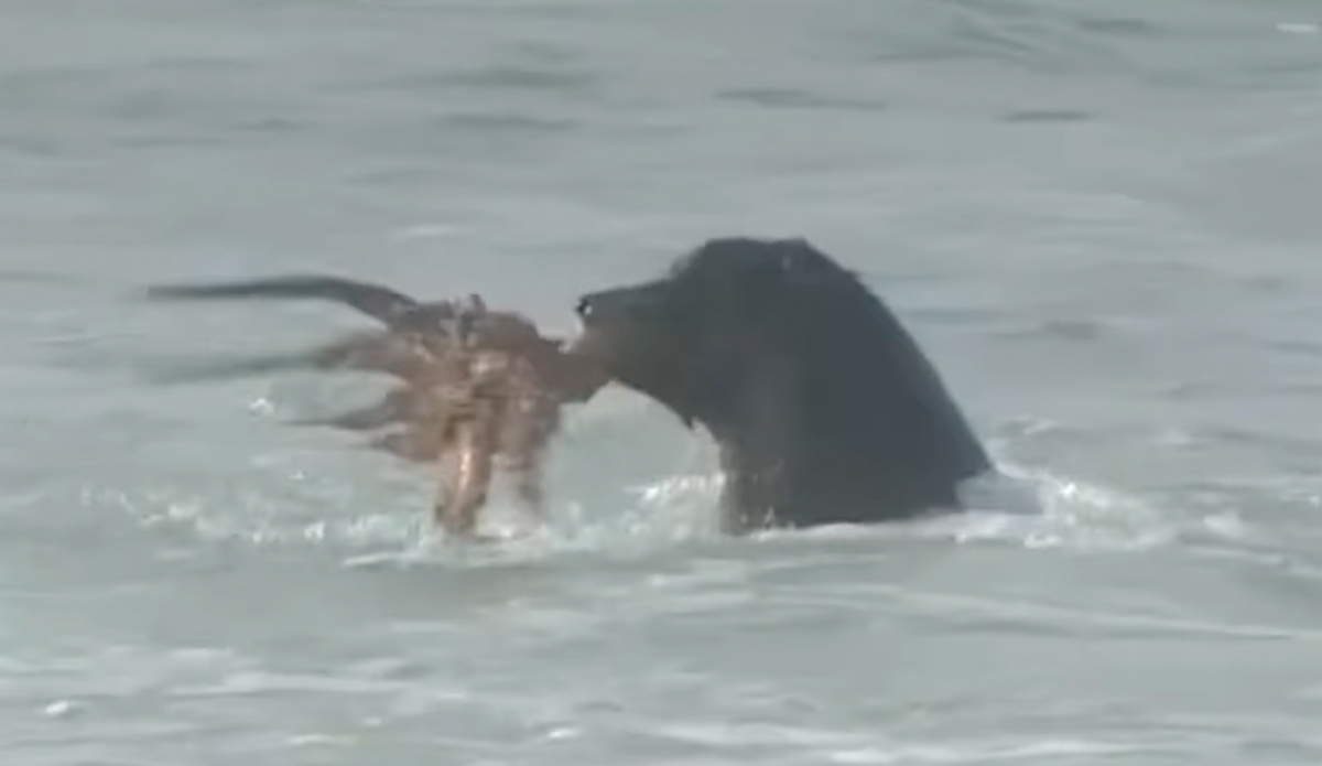 A good day to be a seal. A bad day to be an octopus. Photo: Instagram // Screenshot