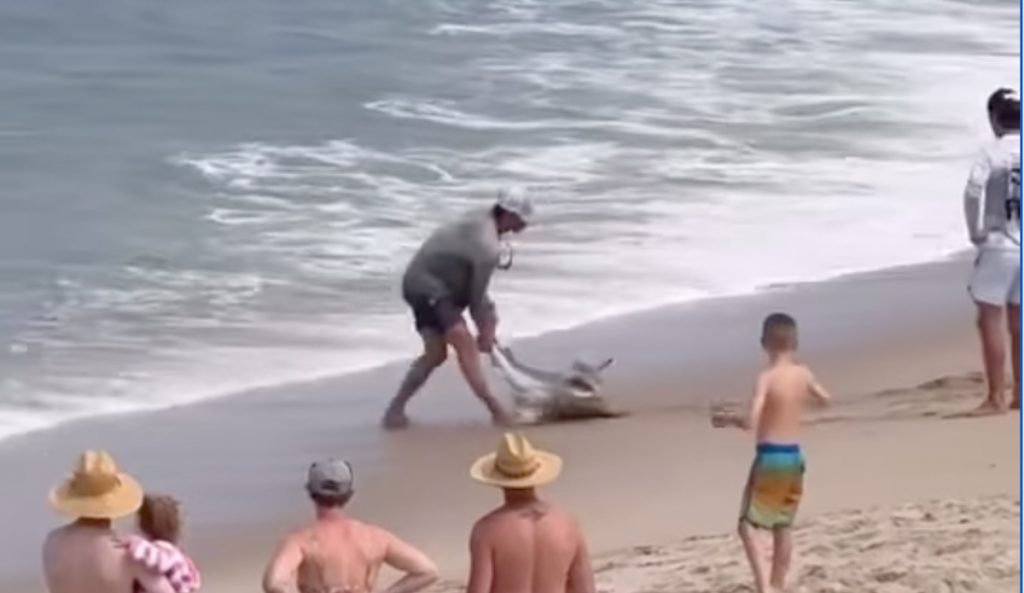 Absolutely no respect. Photo: Nantucket Current // Instagram