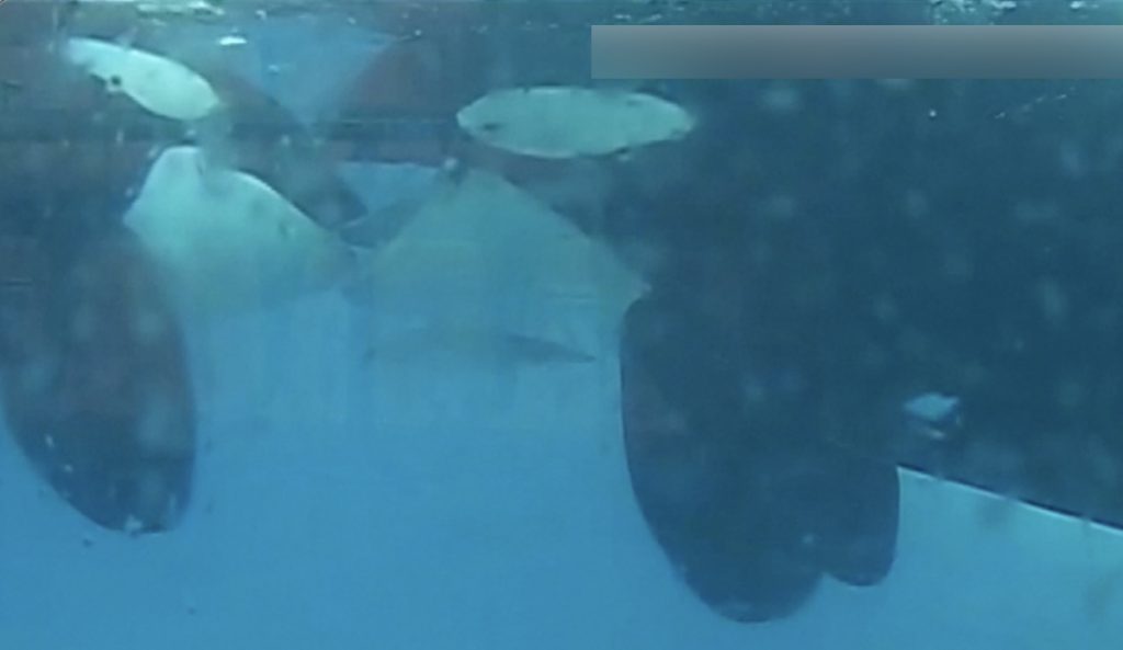 Orcas making out looks pretty much exactly how you'd imagine. Photo: Almunia et al. // Oceans