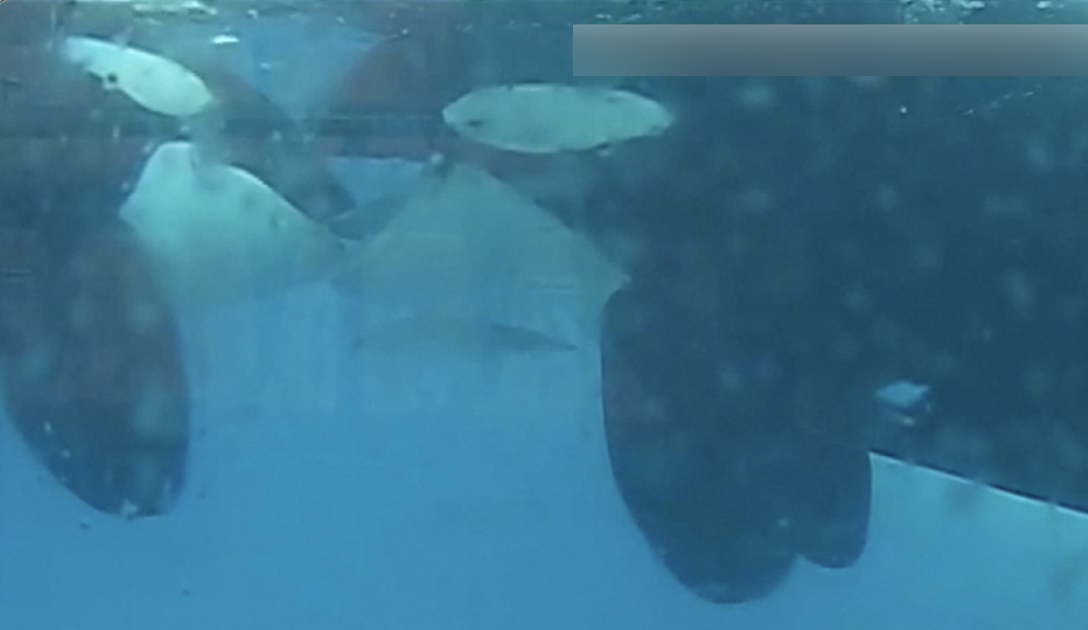 Orcas making out looks pretty much exactly how you'd imagine. Photo: Almunia et al. // Oceans