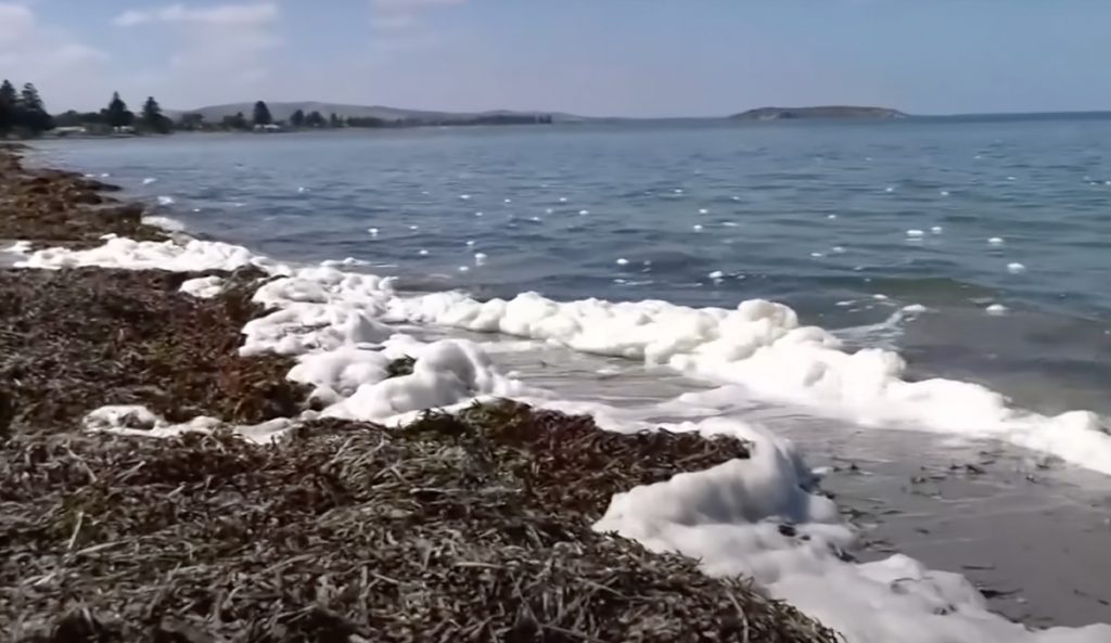 A deadly algal bloom has been devastating Australia's southern beaches.Photo: ABC News // YouTube