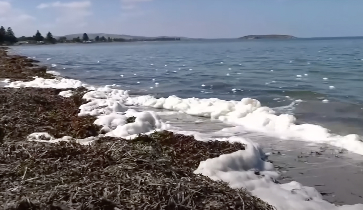 A deadly algal bloom has been devastating Australia's southern beaches.Photo: ABC News // YouTube
