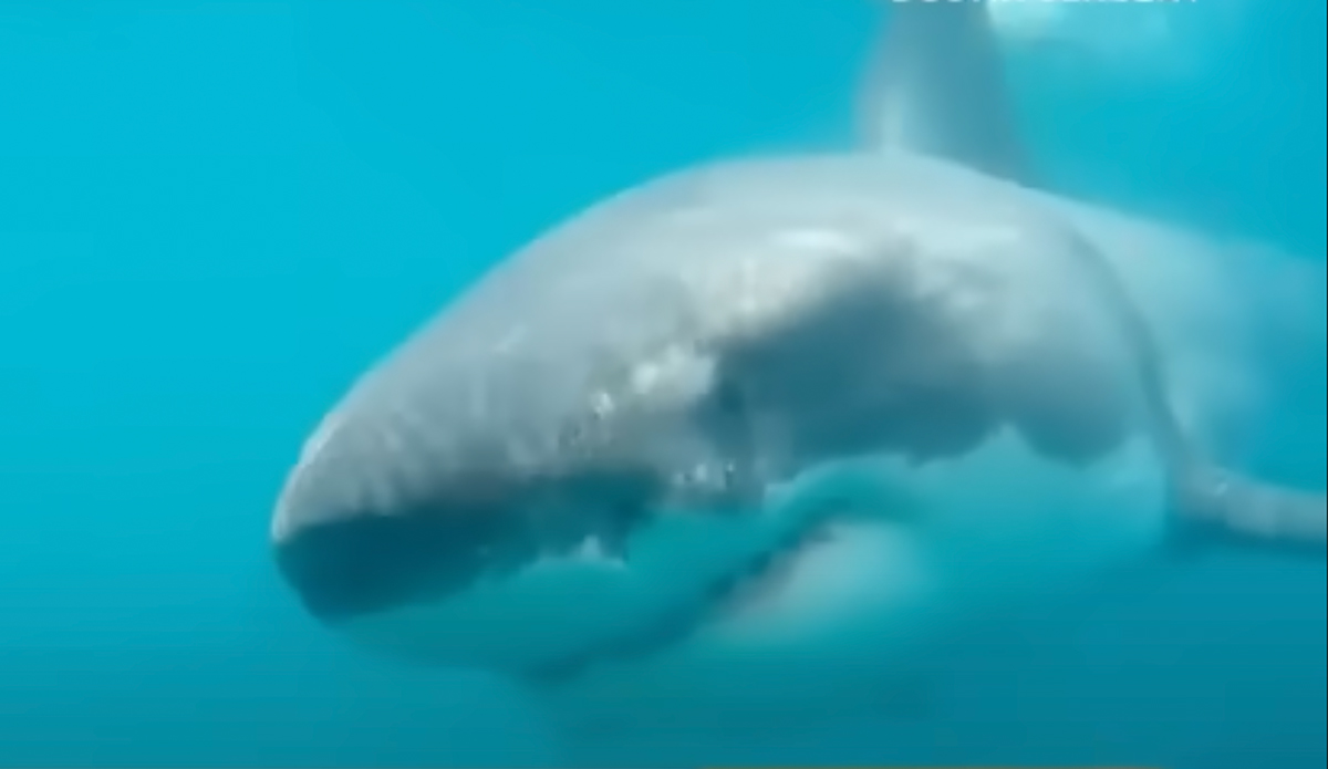 Just stoppin' in to say hi. Photo: Dustin Sergent // YouTube