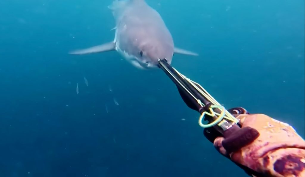 That's about as close as you can get to a great white. Photo: 9 News // YouTube