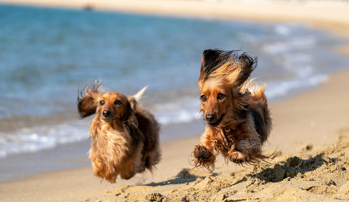 Funny Stories From Surfers And Their Dogs