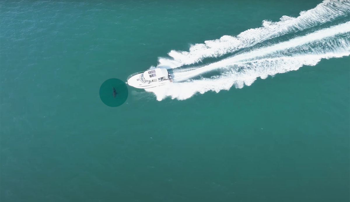 great white shark hit by boat
