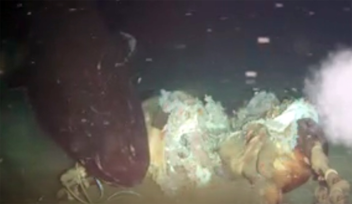 Watch Pacific Sleeper Sharks Chow Down on a Dead Cow for Science