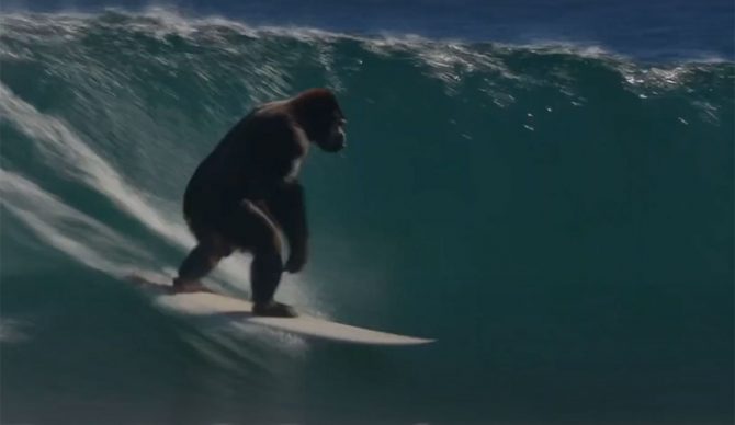 Gorilla on a surfboard