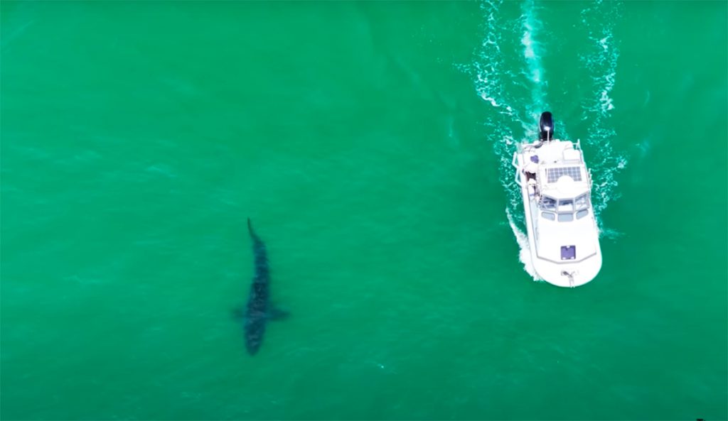 Check Out the Size of This Great White Shark Caught via Drone Footage in Southern California