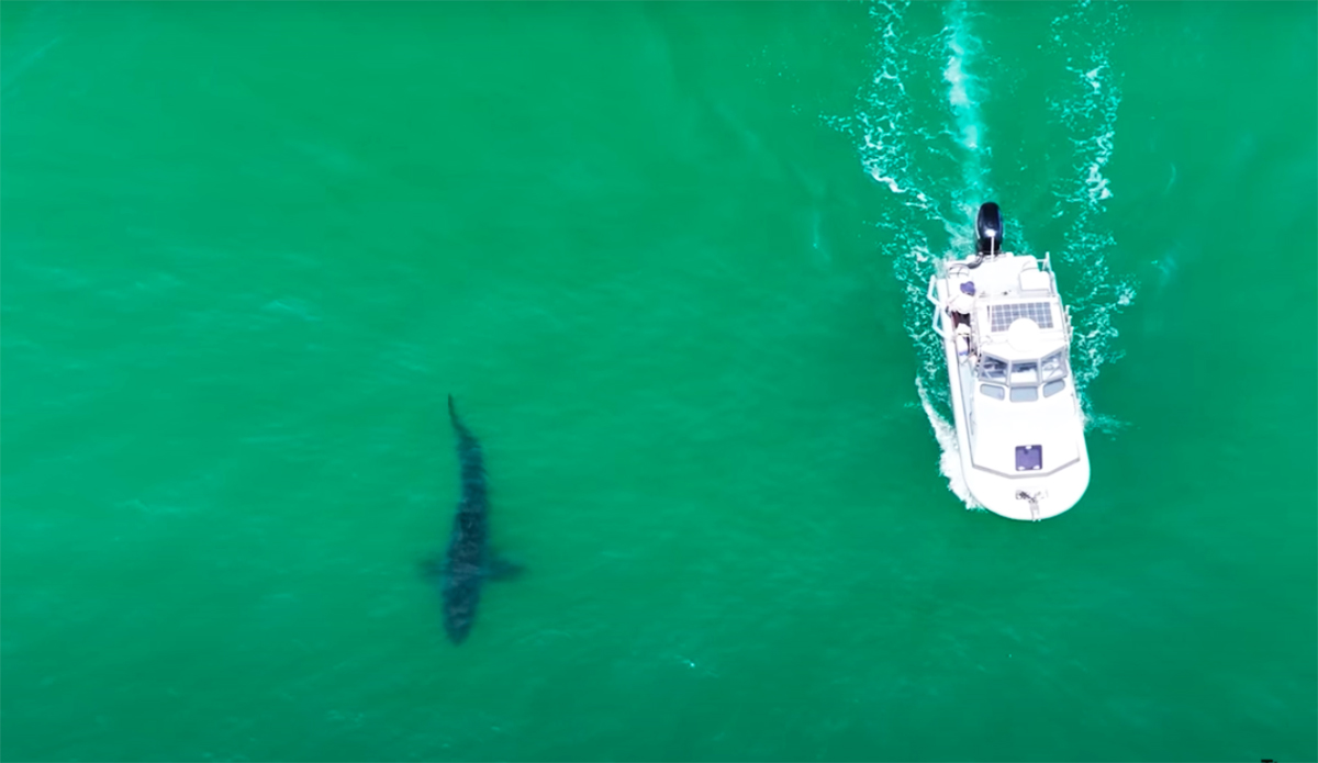 Check Out the Size of This Great White Shark Caught via Drone Footage in Southern California