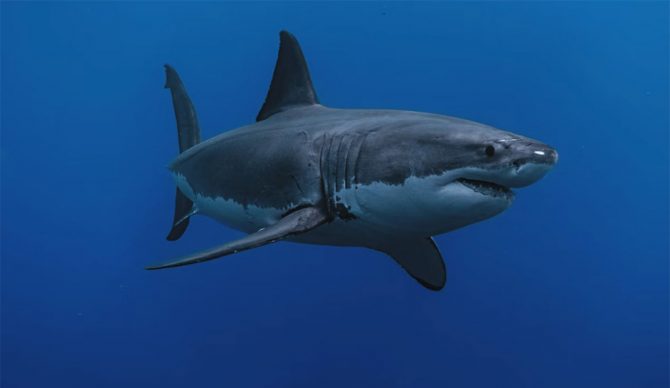 Jaws film