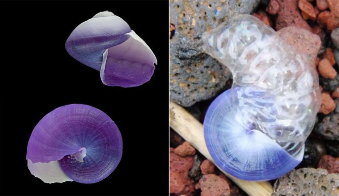 Janthina sea snail