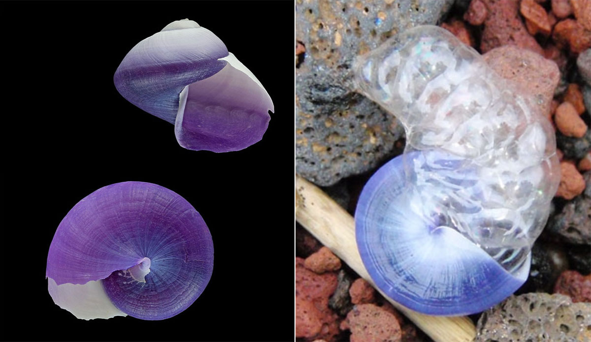 Janthina sea snail
