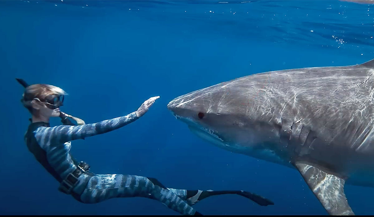 Ocean Ramsey Shark Whisperer