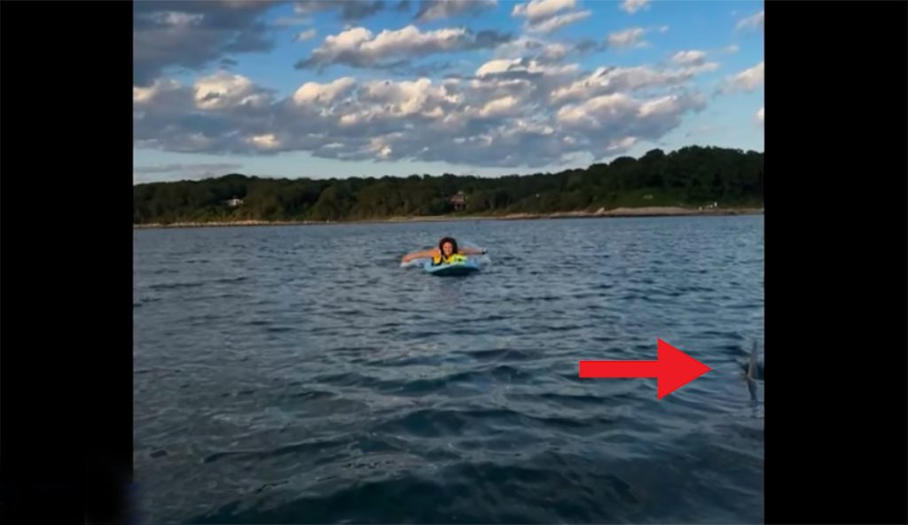 Horrified Paddle Boarders Accidentally Take Photo Next to Great White Shark