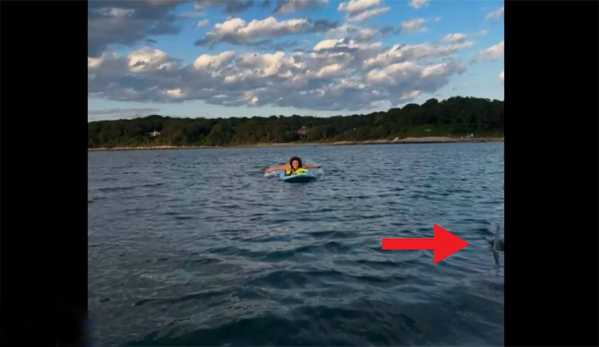 Horrified Paddle Boarders Accidentally Take Photo Next to Great White Shark