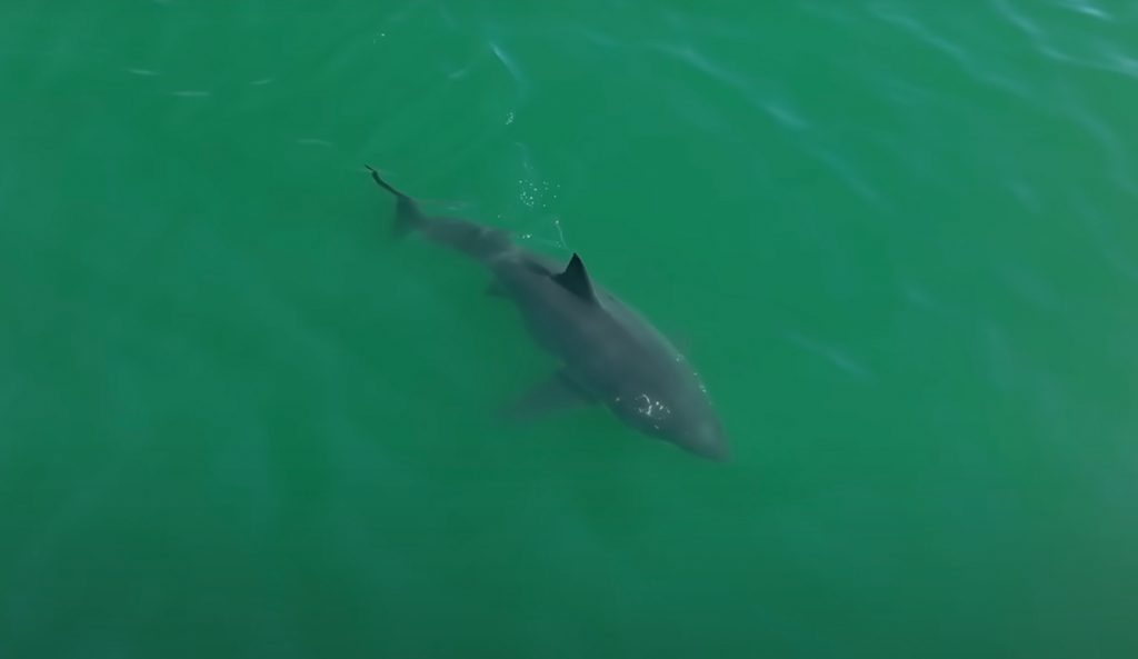 Sometimes sharks are closer than you think. Photo: Carlos Gauna // YouTube