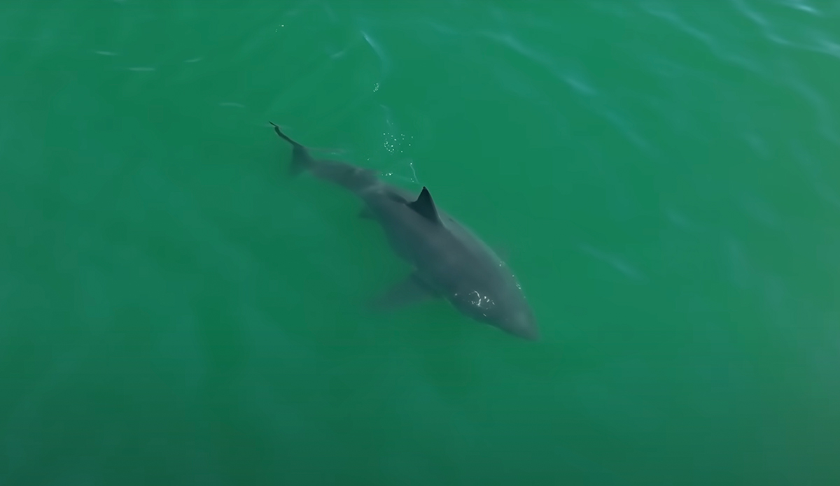 Sometimes sharks are closer than you think. Photo: Carlos Gauna // YouTube