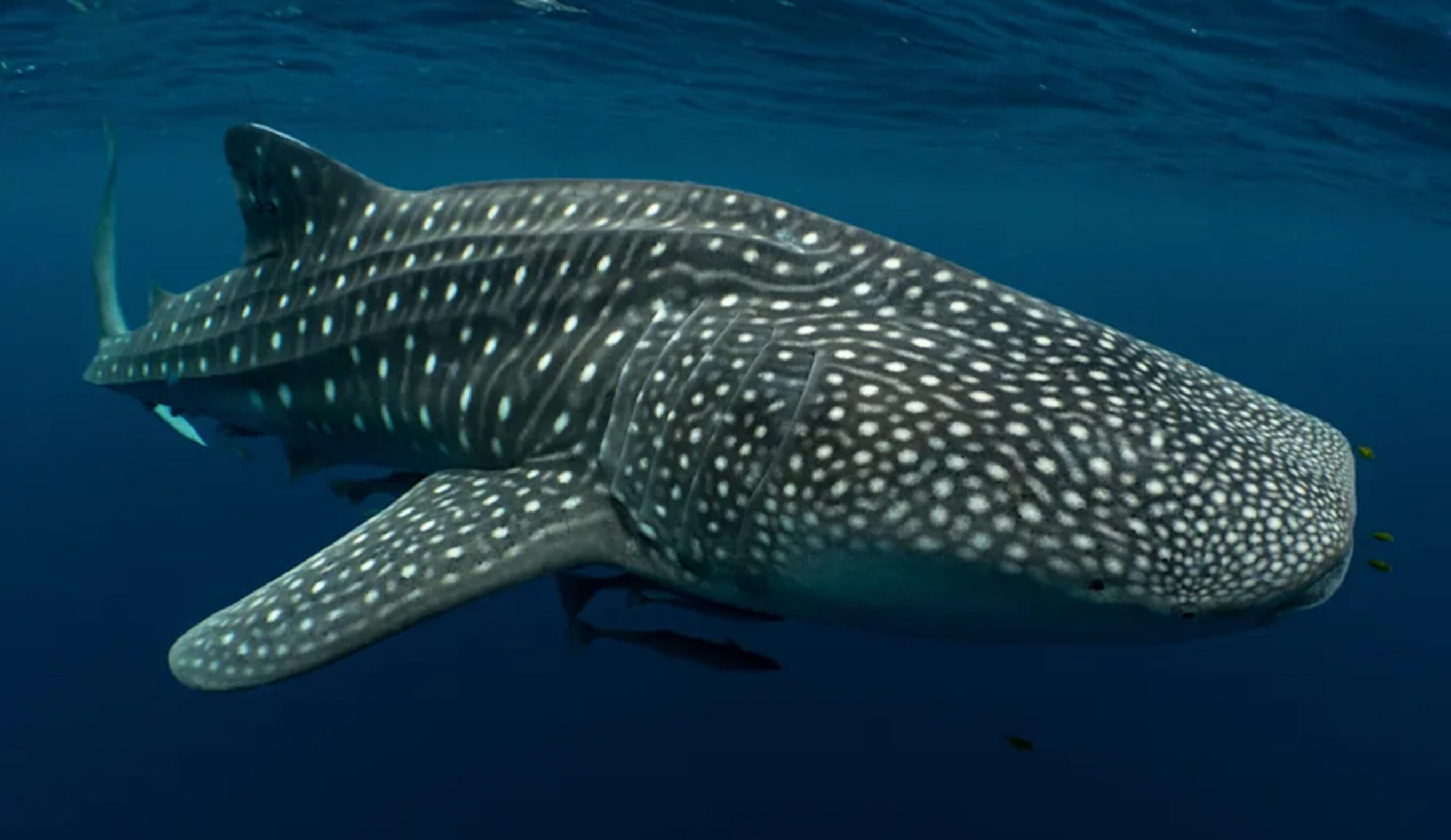 Photo: M.V. Erdmann via Frontiers of Marine Science