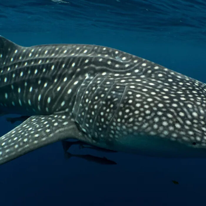 Photo: M.V. Erdmann via Frontiers of Marine Science