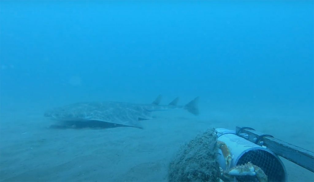 angel shark footage